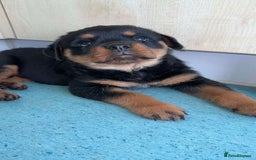 Rottweiler dogs for sale: Female Rottweiler pup for sale  - Image 5