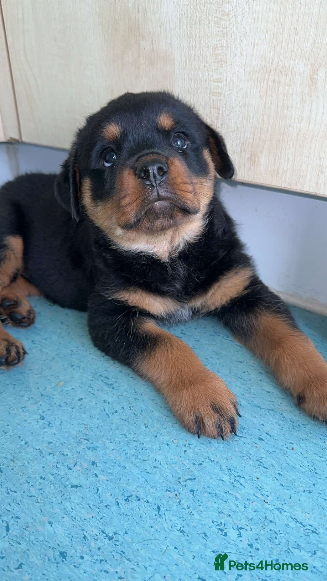 Rottweiler dogs for sale: Female Rottweiler pup for sale  - Image 5