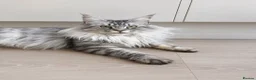 Maine Coon cats for sale: GCCF HealthTested Russian Championline Mainecoons  - Advert 9