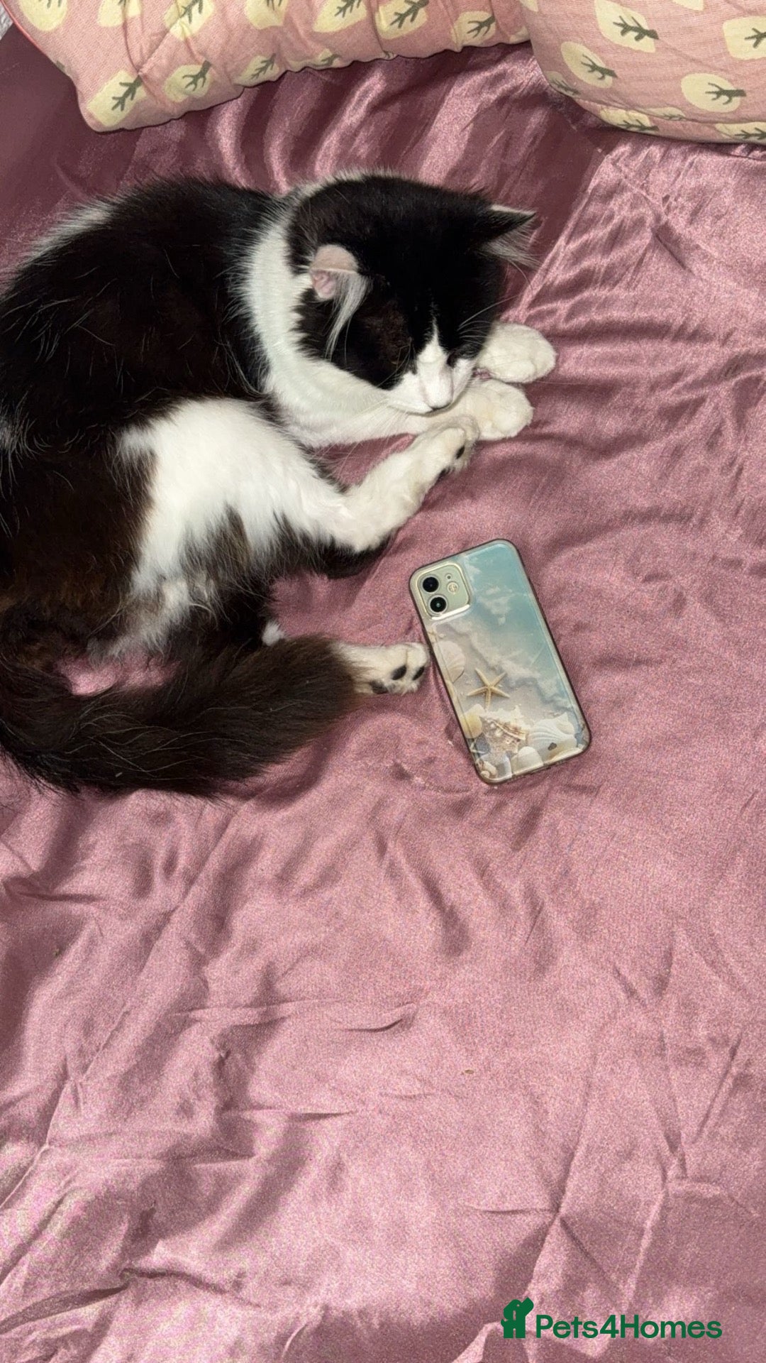Domestic Shorthair cats Boshi - Advert 1