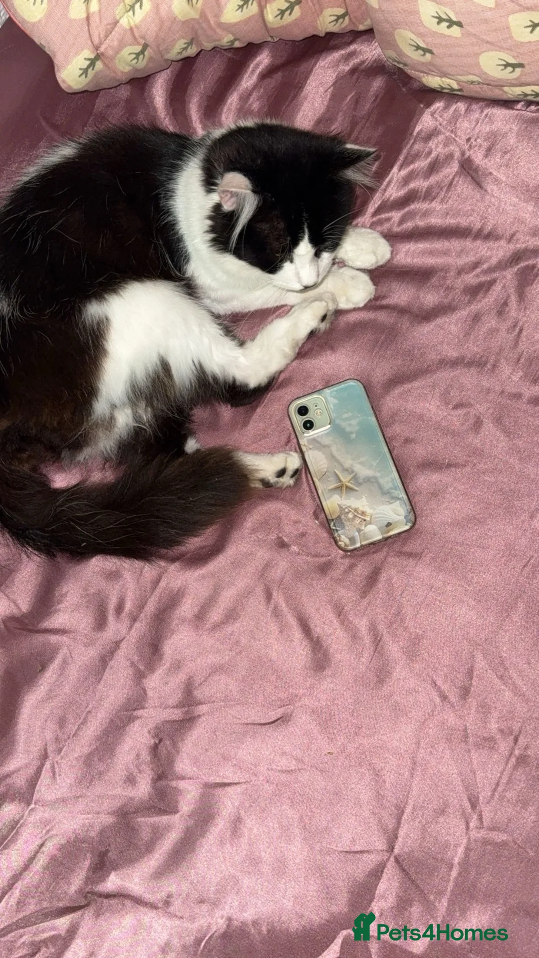 Domestic Shorthair cats for sale: Boshi in Stoke-on-Trent - Advert 1