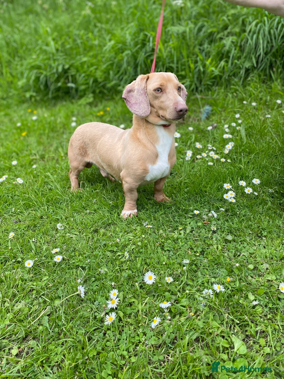 Miniature Dachshund dogs for stud: 🍦ALPHA mini cream Int/Int pied Smooth dachshund ! in Mexborough - Advert 1
