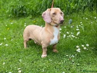 Miniature Dachshund dogs 🍦ALPHA mini cream Int/Int pied Smooth dachshund ! in Mexborough - Advert 1