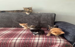 Mixed Breed cats for sale: Half calico and half ginger-tuxedo kittens - Image 5