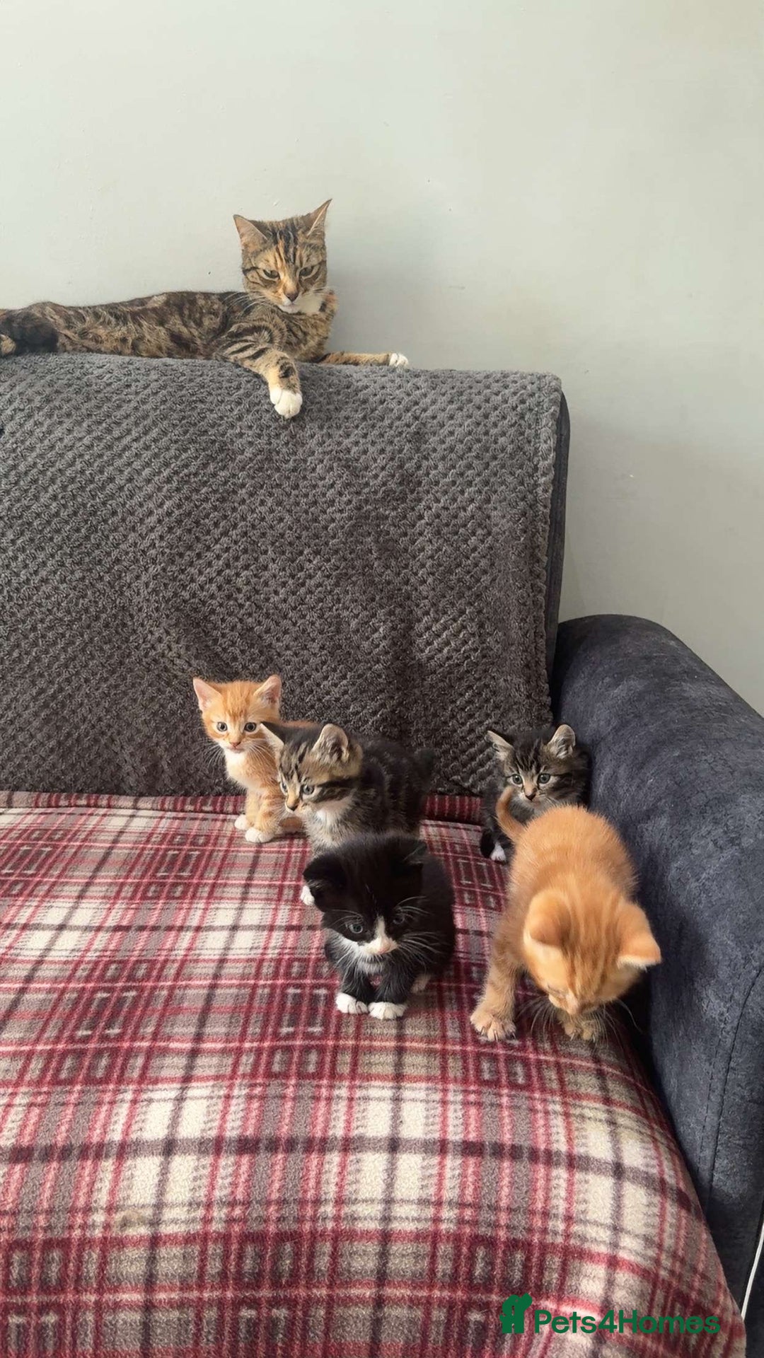 Mixed Breed cats for sale: Half calico and half ginger-tuxedo kittens - Image 5