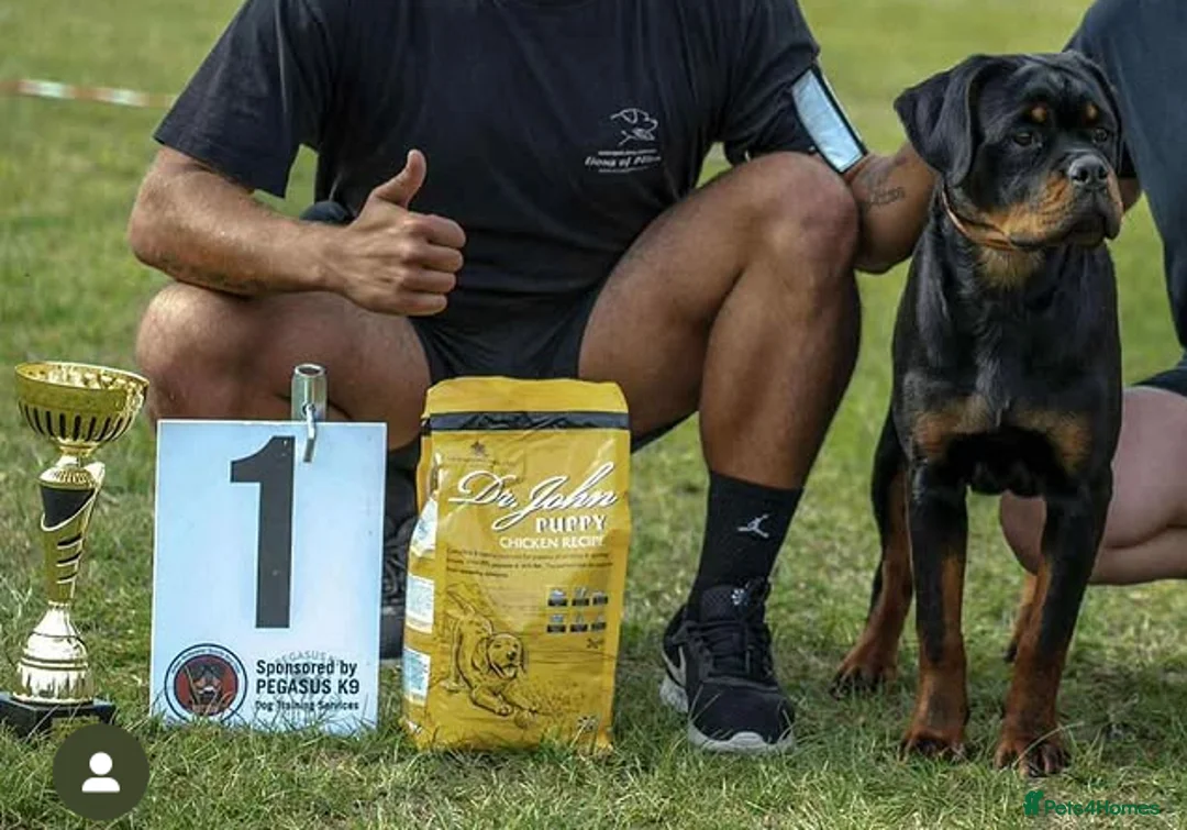 Rottweiler dogs for sale: STUNNING FEMALE AVAILABLE  in Coventry - Advert 3