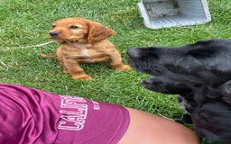Cocker Spaniel dogs for sale: Cocker spaniel pups ready now - Image 14