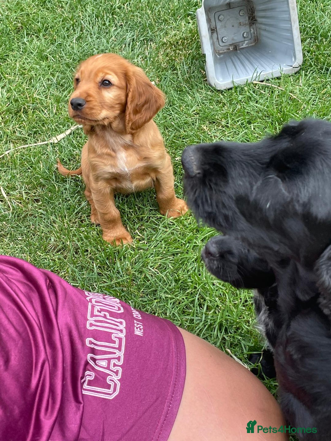 Cocker Spaniel dogs for sale: Cocker spaniel pups ready now - Image 14
