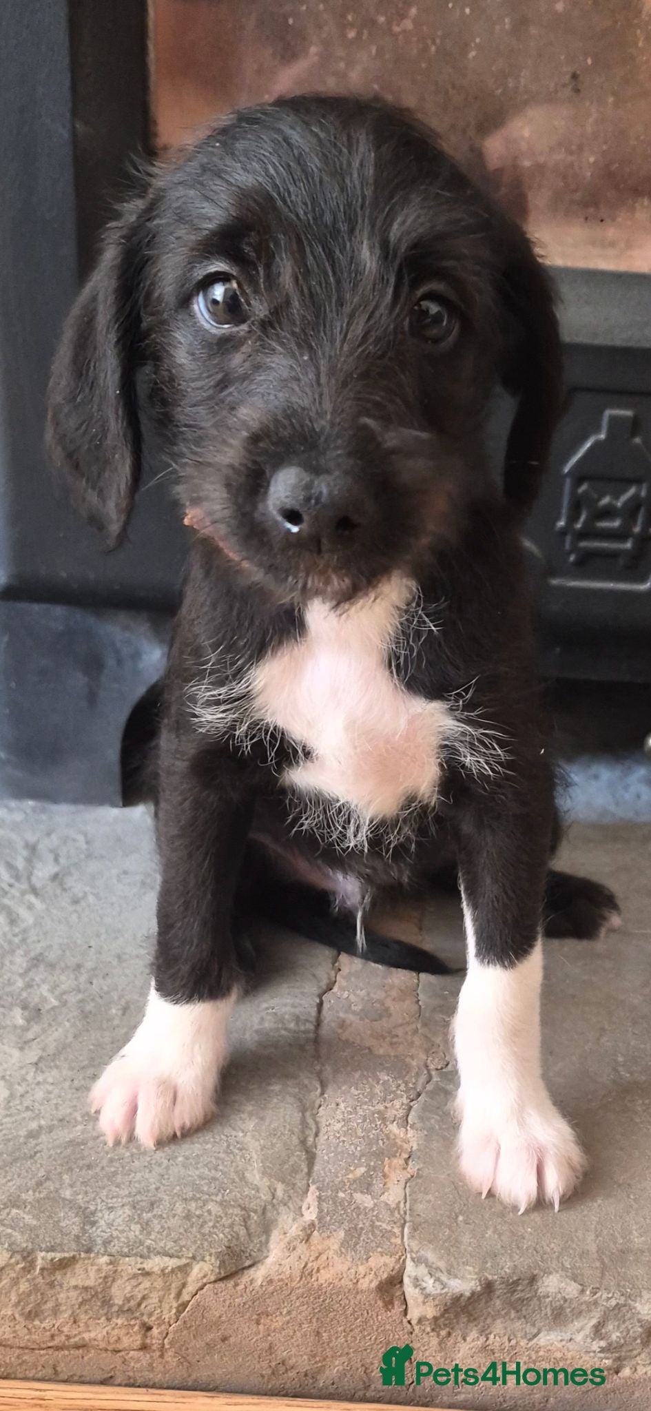 Mixed Breed dogs First cross Bedlington x whippet pup - Advert 4
