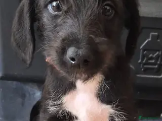 Mixed Breed dogs First cross Bedlington x whippet pup - Advert 1