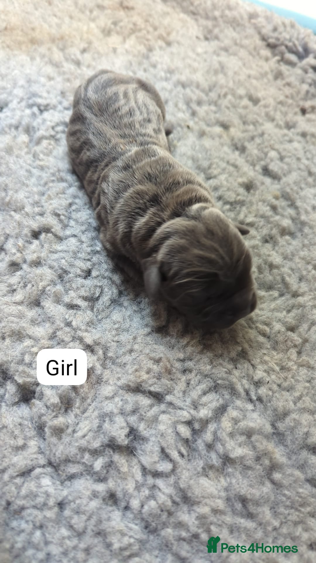 Cane Corso dogs for sale: Purebred champion bloodline cane corso puppies - Image 5