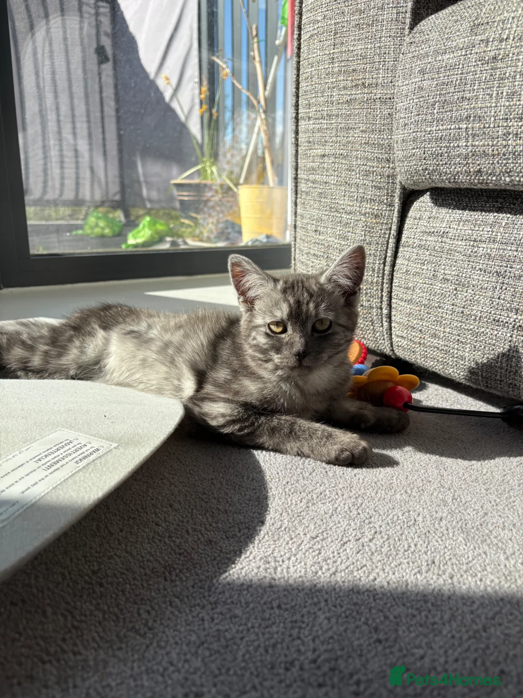 Mixed Breed cats for sale: Grey female kitten  - Advert 1