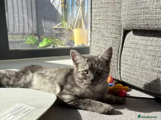 Mixed Breed cats Grey female kitten - Advert 1