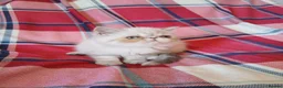 Exotic cats for sale: Blue eyed Colourpoint Persian Exotics  - Advert 11