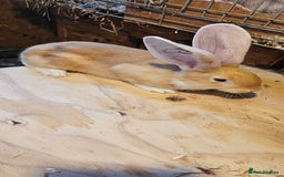 Continental Giant rabbits for sale: Continental Giants Merle - Image 9