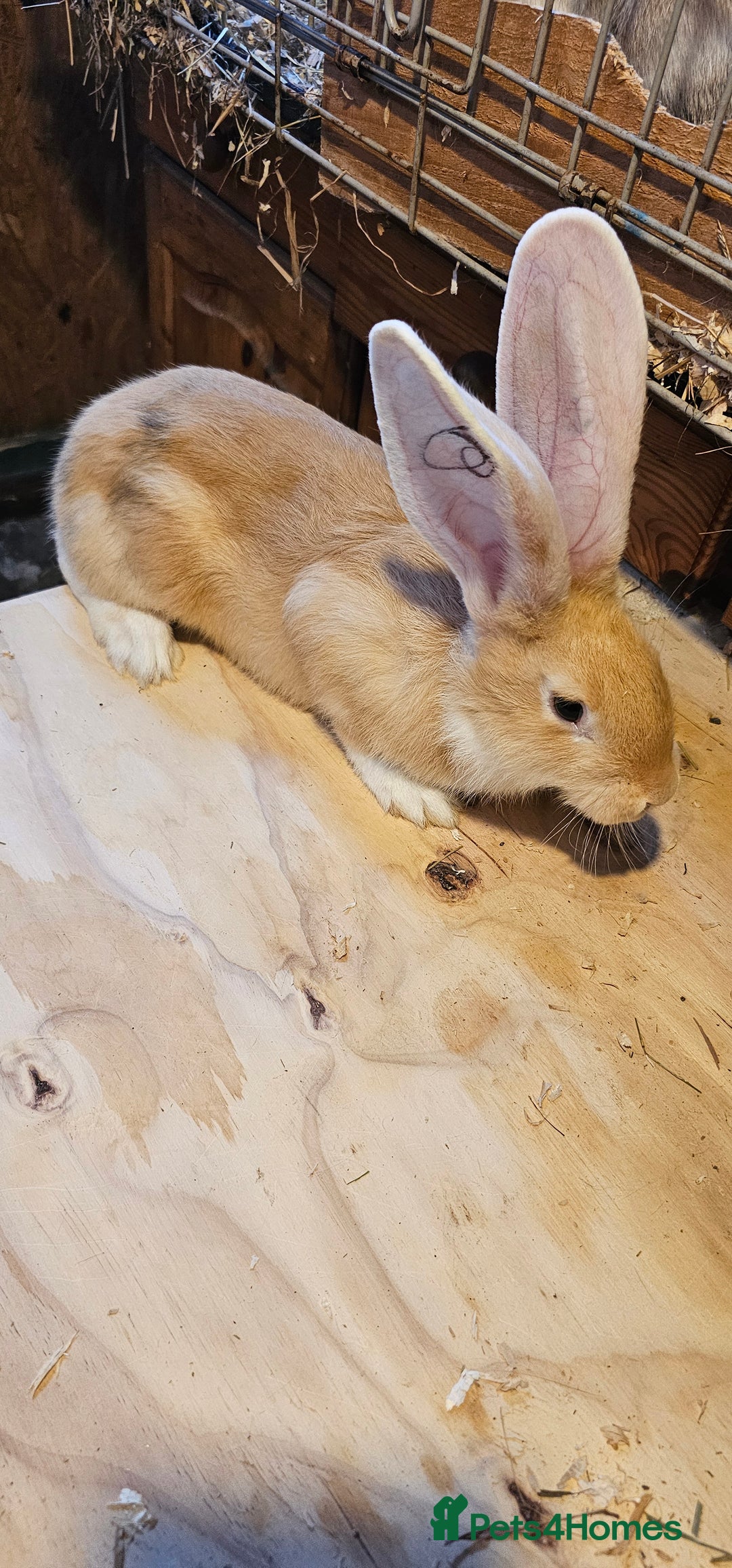 Continental Giant rabbits for sale: Continental Giants Merle - Image 9