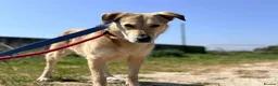 Mixed Breed dogs for adoption: Meet Misty, currently residing in Essex  in Frinton-on-Sea - Advert 1