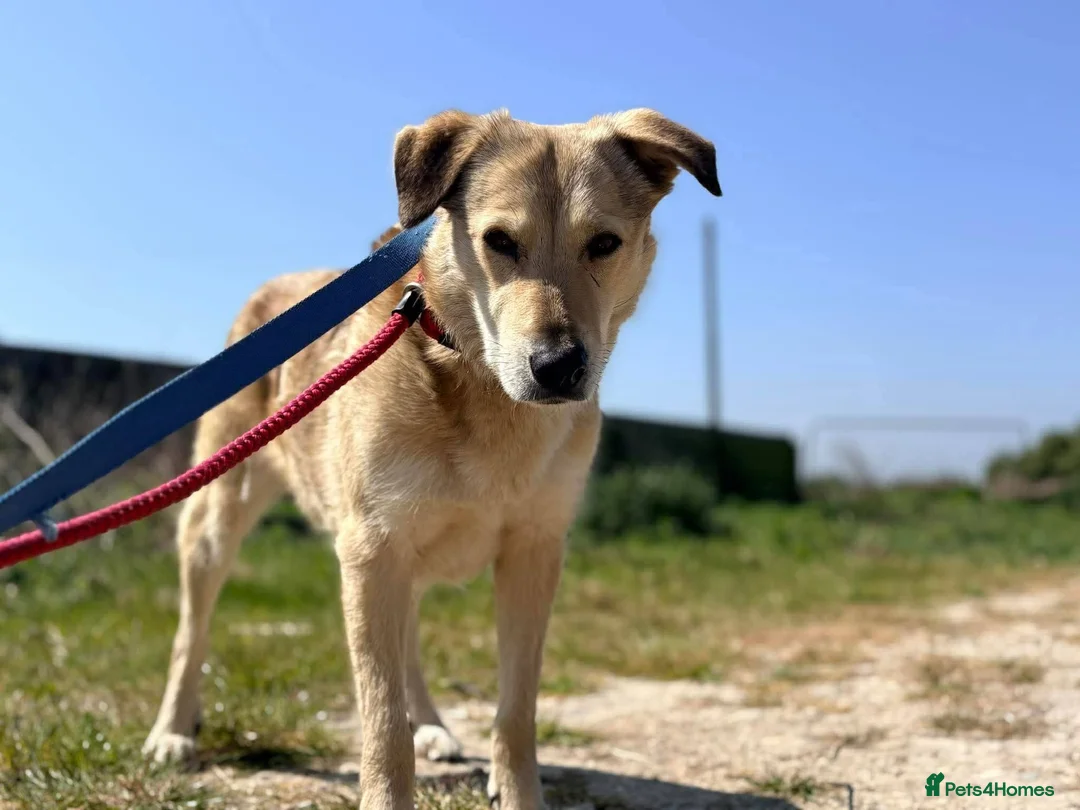 Mixed Breed dogs for adoption: Meet Misty, currently residing in Essex  in Frinton-on-Sea - Advert 1