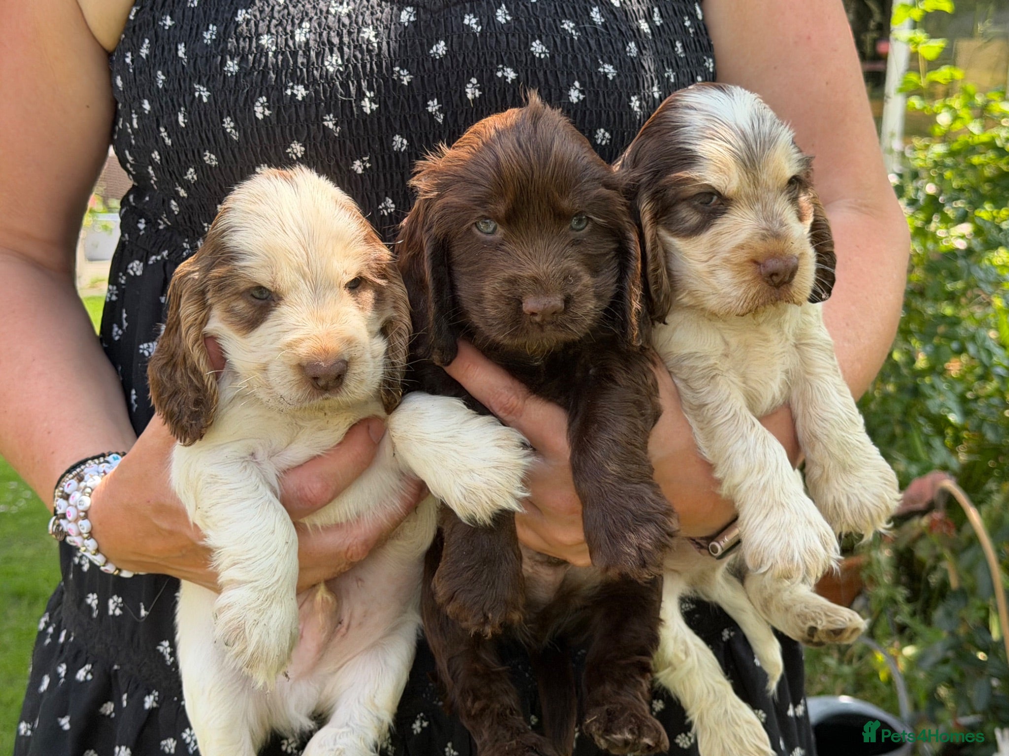 Cocker Spaniel dogs KC Show-type Chocolate & Choc Sable puppies - Advert 1