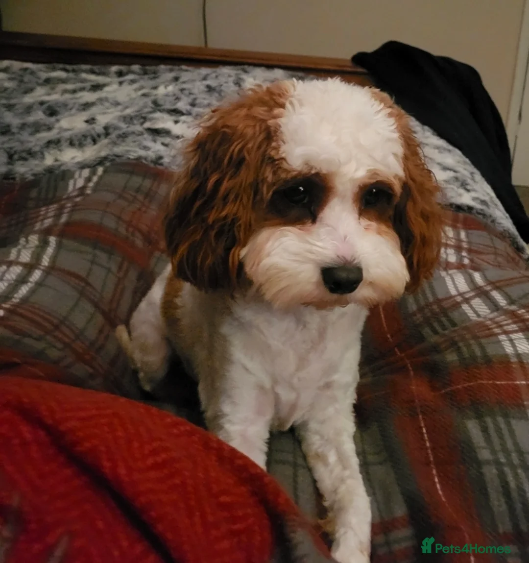 Cavapoo dogs for sale: Cavapoo Female  - Advert 2