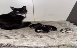 Domestic Shorthair cats for sale: 4 male kittens 3 female kittens pickup whenever - Image 8