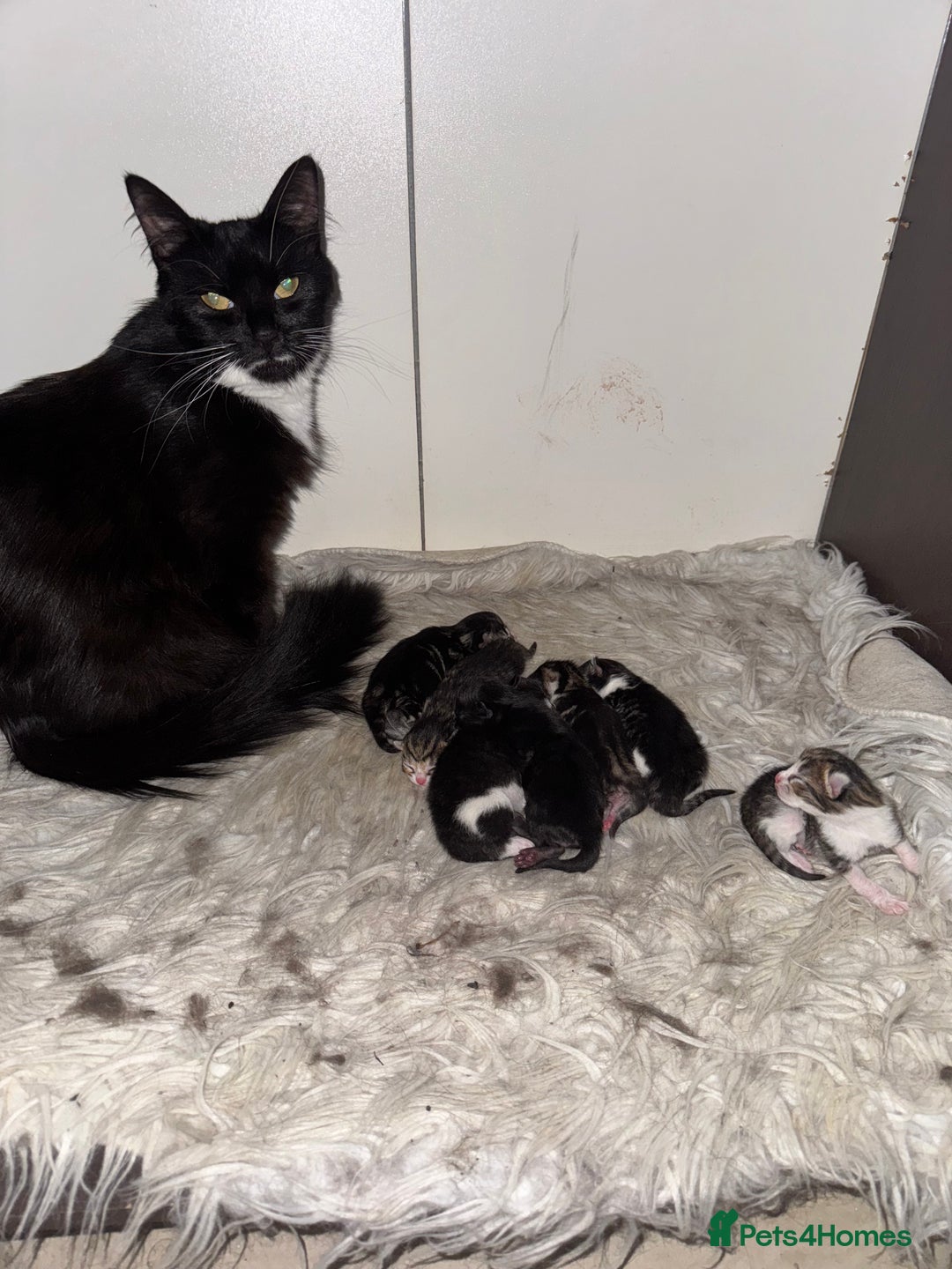 Domestic Shorthair cats for sale: 4 male kittens 3 female kittens pickup whenever - Image 8