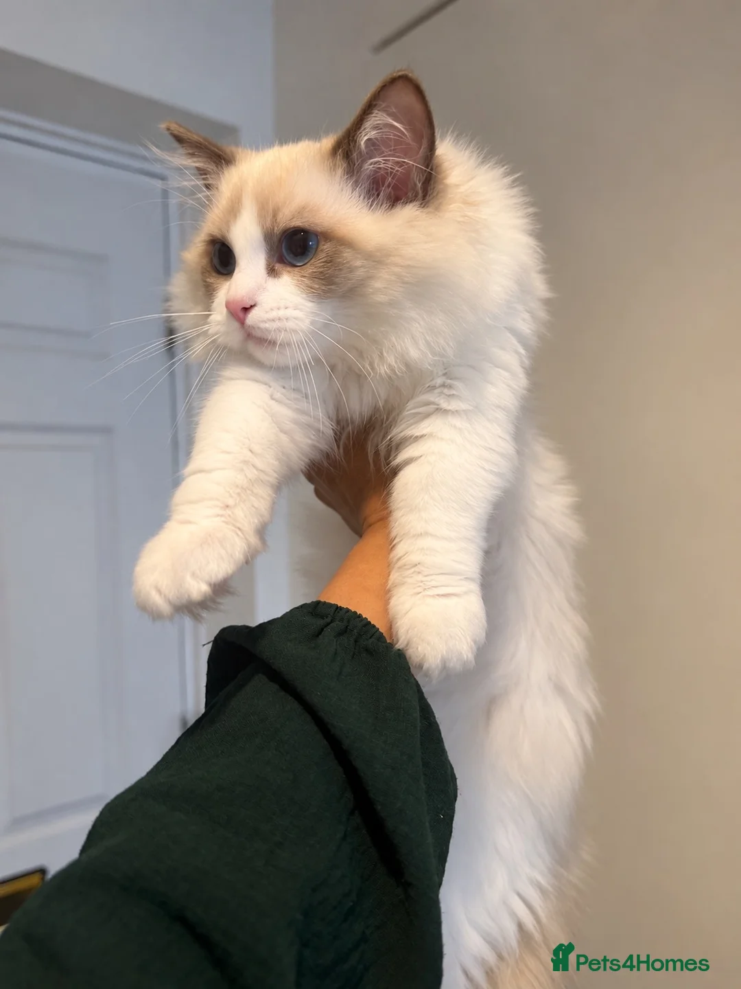Ragdoll cats for sale: Registered Ragdoll kittens & RETIRED QUEENS - Advert 2