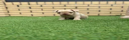 French Bulldog dogs for sale: Stunning French Bulldog Puppies in Norwich - Advert 30