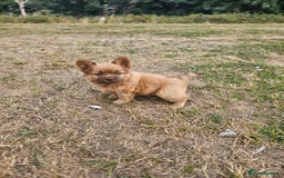 Mixed Breed dogs for sale: Chocolate frenchie X Chow carrying pink  - Image 20