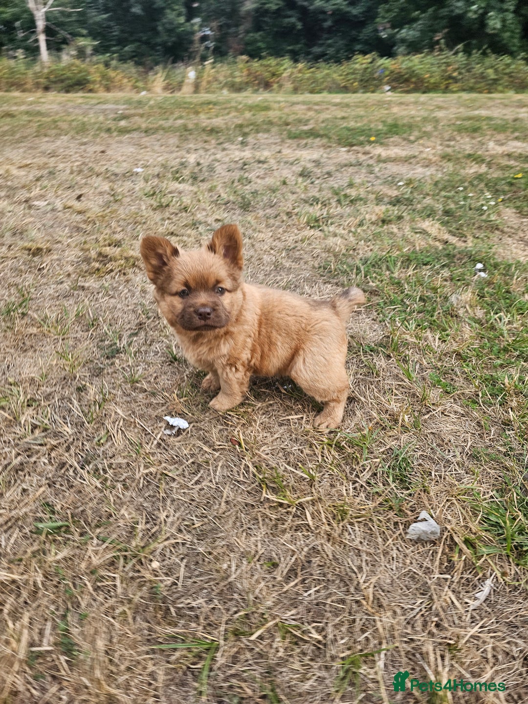 Mixed Breed dogs for sale: Chocolate frenchie X Chow carrying pink  - Image 20