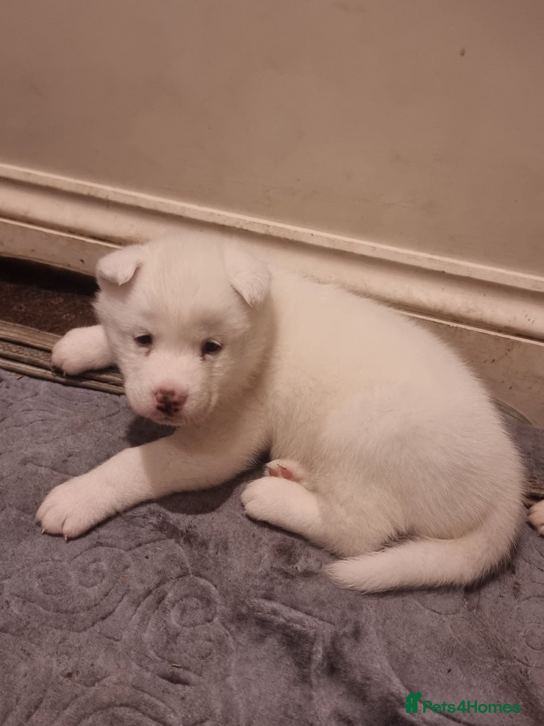 Akita dogs for sale: Akita puppies ready 7th December - Advert 19