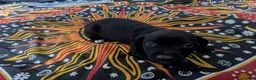 Mixed Breed dogs for sale: English pointer cross Staffordshire bull terrier - Advert 4
