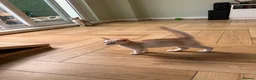 Abyssinian cats for sale: Silver Abyssinian kittens  - Advert 11