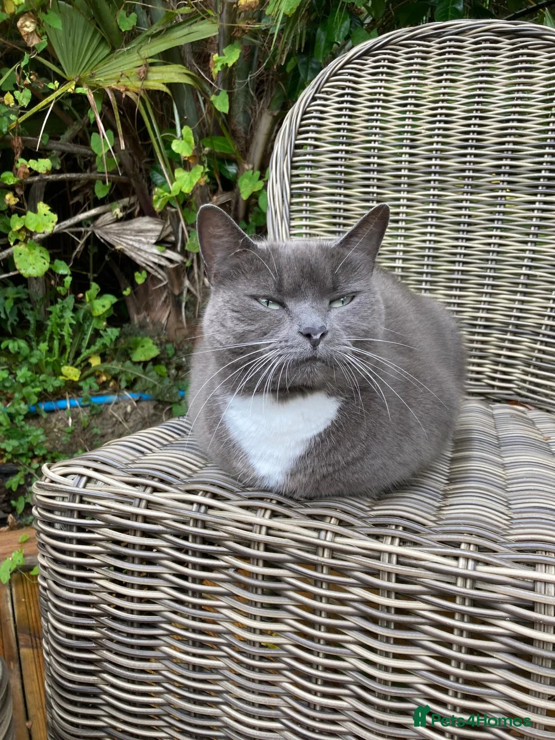 Mixed Breed cats for sale: Retirement home for beautiful grey girl  - Advert 7