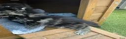 Mixed Breed cats for sale: Longhaired Black & Dark Tabby Chunky Kittens - Advert 5