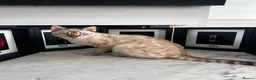 Bengal cats for sale: Snow Lynx Bengal - Advert 8