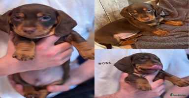 Miniature Dachshund dogs - Advert 4