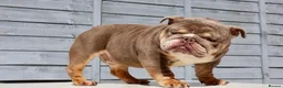 English Bulldog dogs for stud:  City’s Tiney true miniature English bulldog  - Advert 6