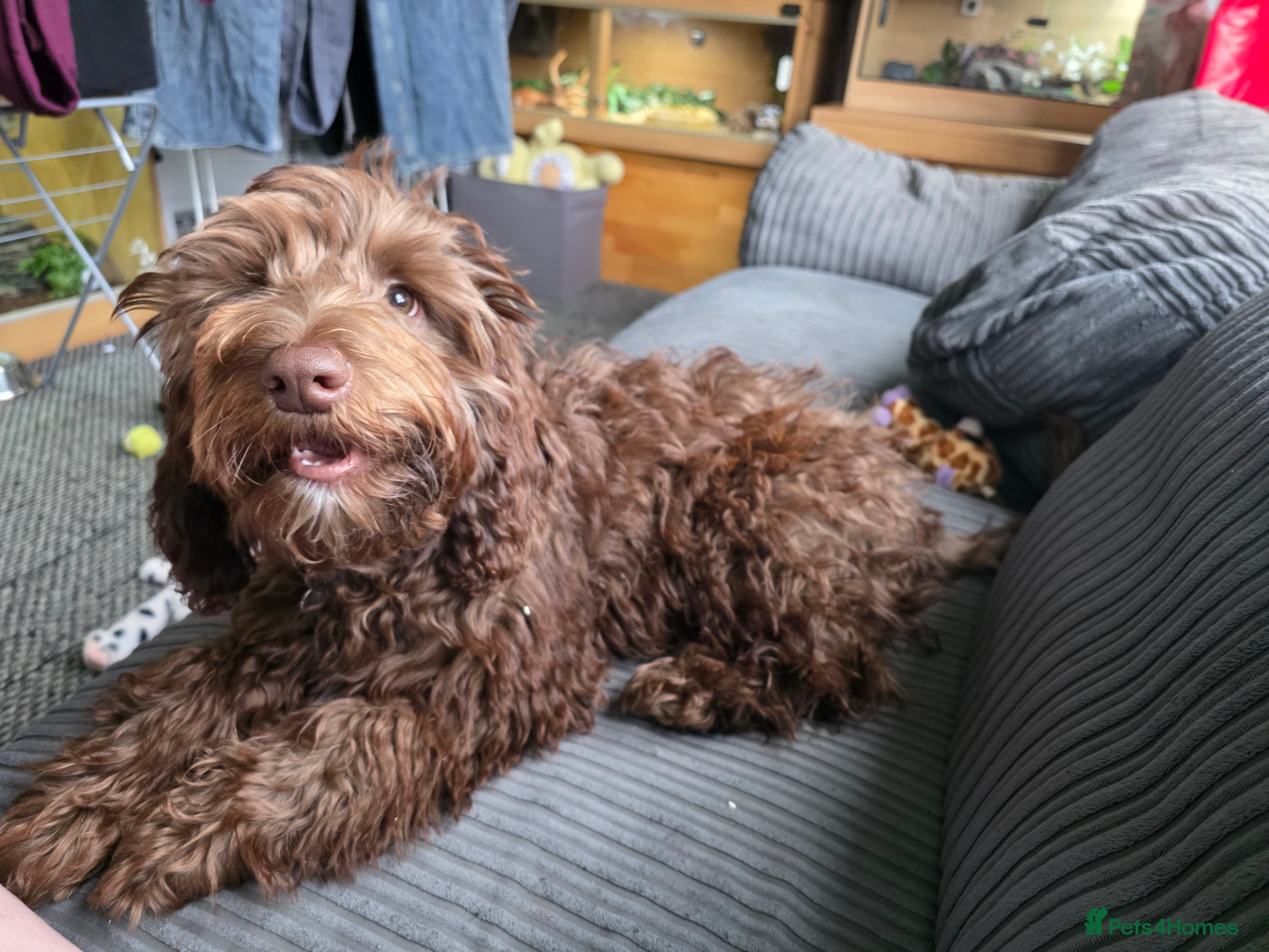 Mixed Breed dogs 6 month old Labradoodle Pup - Advert 14