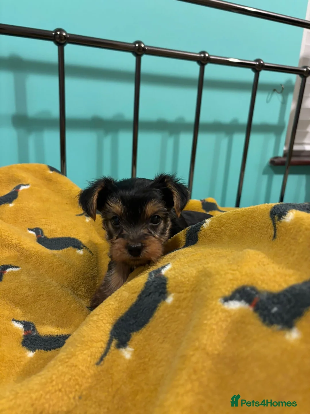 Yorkshire Terrier dogs for sale: 4 Stunning Miniature Yorkshire terriers for sale  - Advert 31