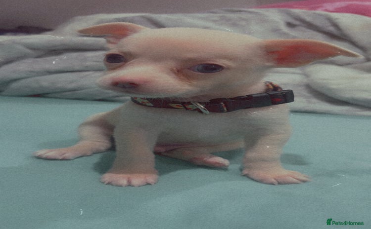 Chihuahua dogs - Advert 1