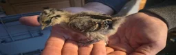 Chickens poultry for sale: Silkie x pekin bantam  - Advert 14