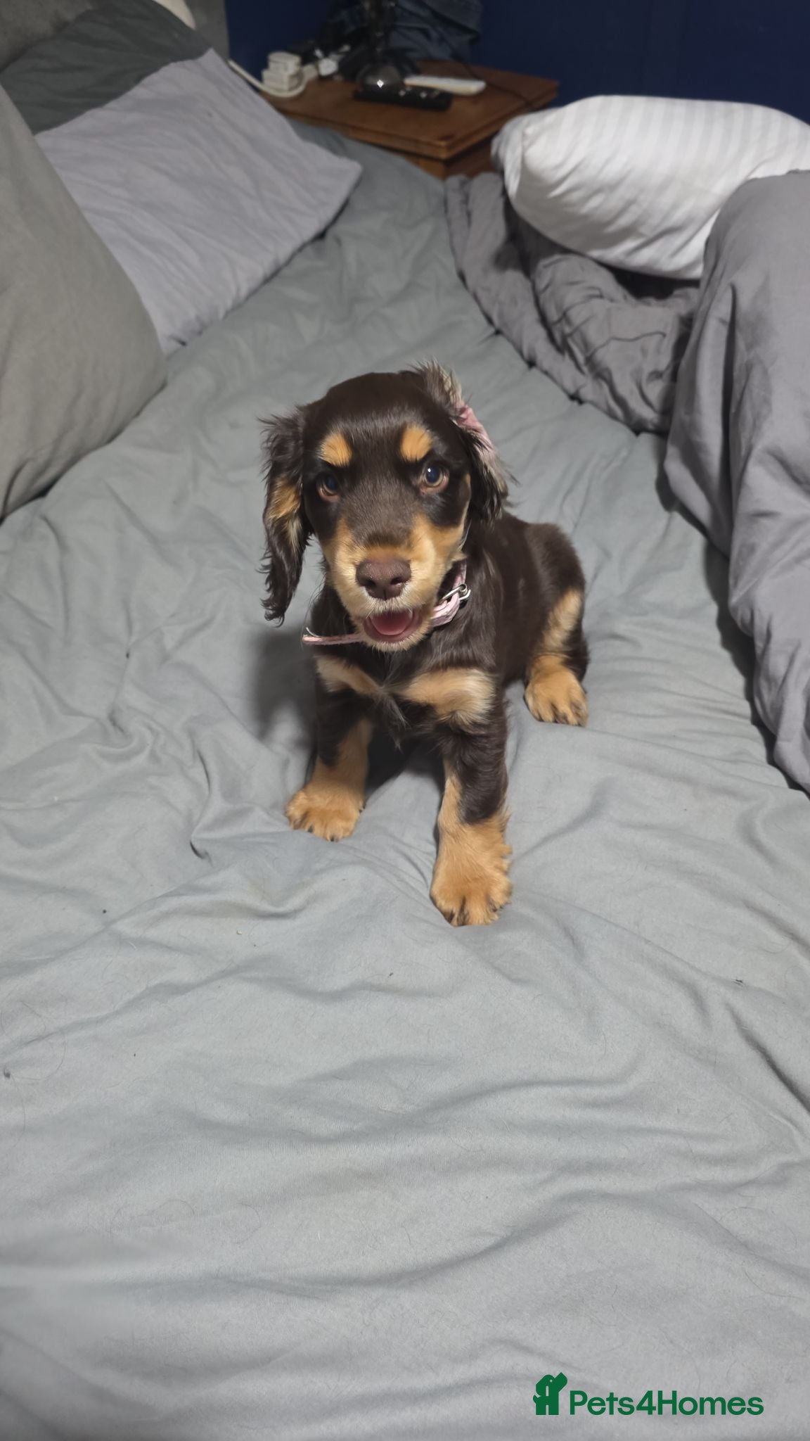 Cocker Spaniel dogs pedigree cocker spaniel pups ready now - Advert 6