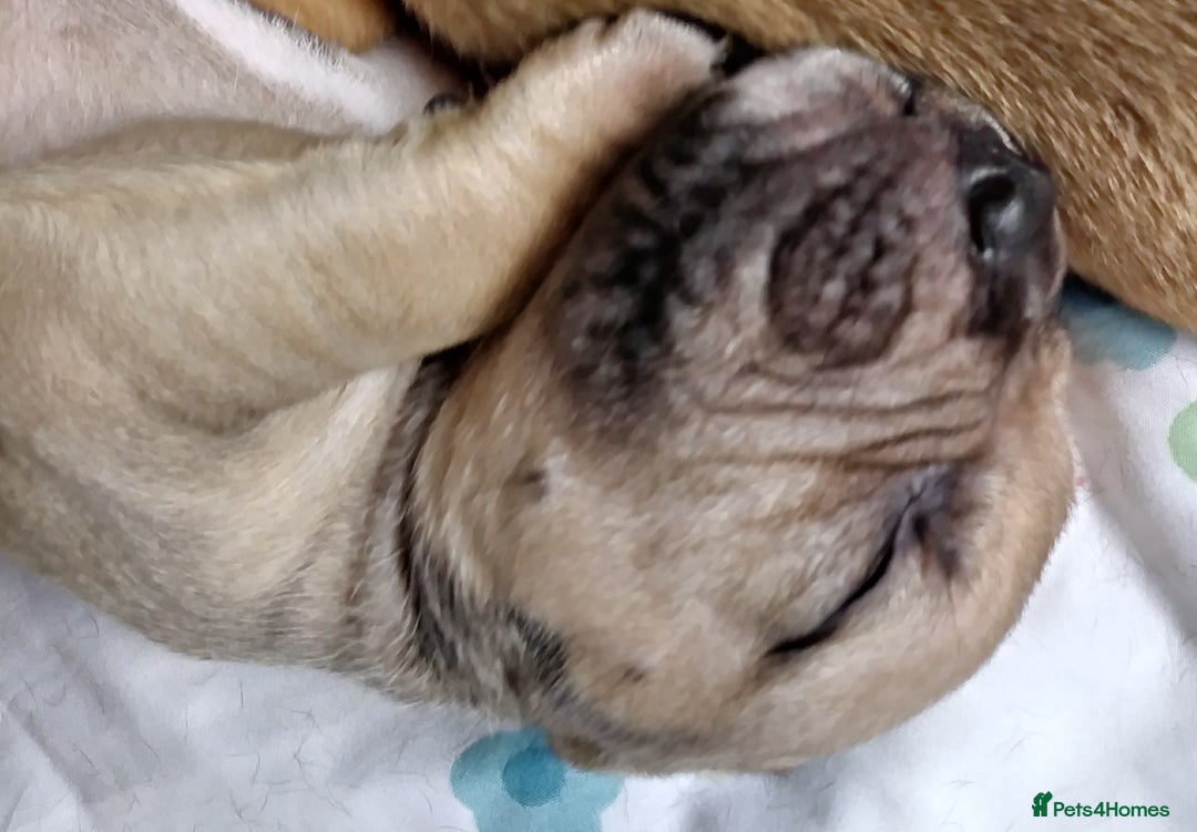 Mixed Breed dogs for sale: 4 beautiful pocket bully/mixed - Image 34