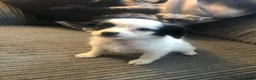 Mixed Breed dogs for sale: Pomapoo x Chihuahua puppies ready to go  - Advert 9