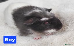 Guinea Pig rodents for sale: 5 Beautiful Baby Guinea pigs for sale  - Image 2