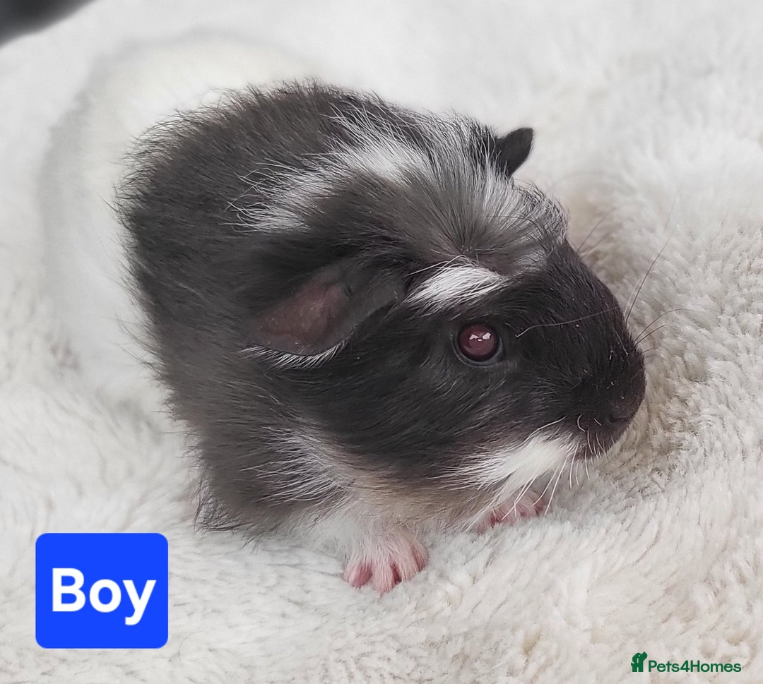 Guinea Pig rodents for sale: 5 Beautiful Baby Guinea pigs for sale  - Image 2