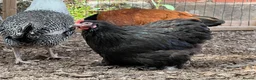 Chickens poultry for sale: Point of Lay Pure Breeds - Pekins, Polish and more - Advert 16