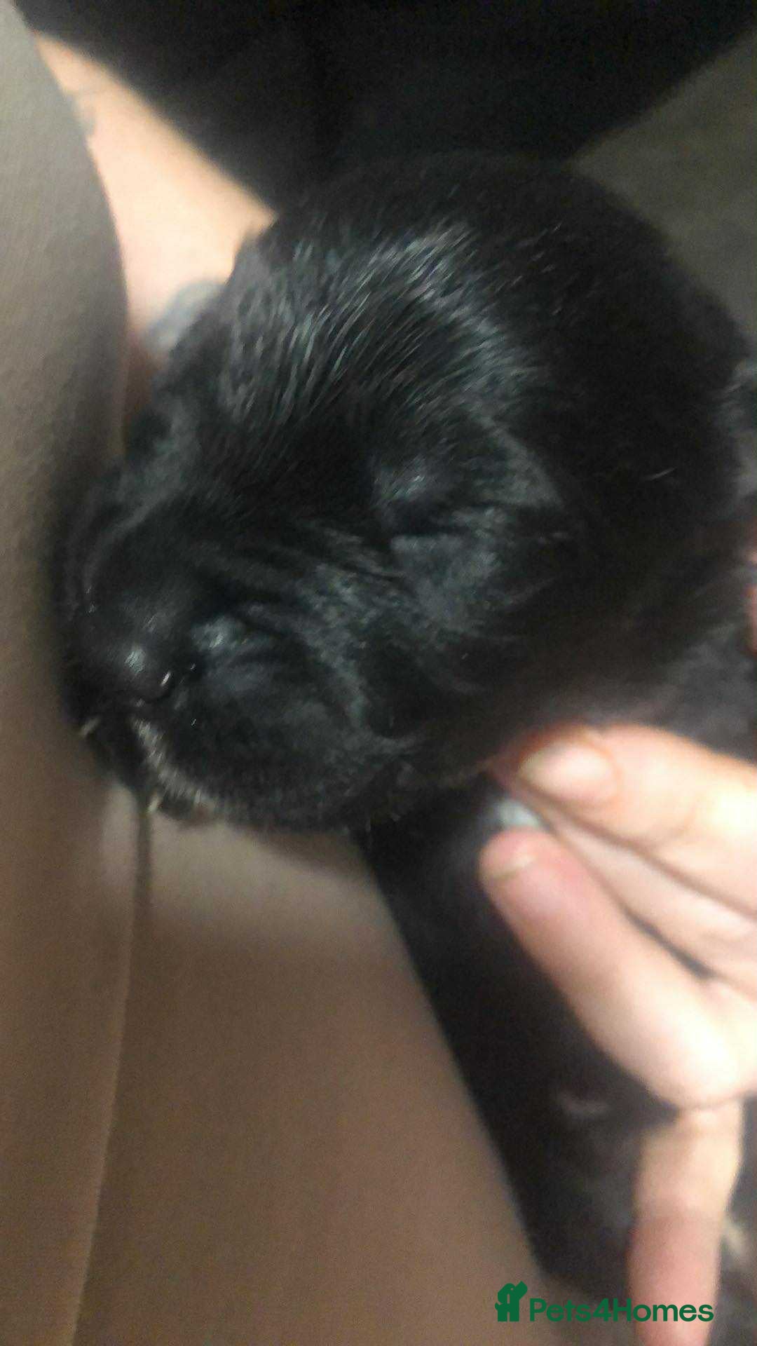 Mixed Breed dogs for sale: Cane corso cross German shepherd puppy’s  - Image 9