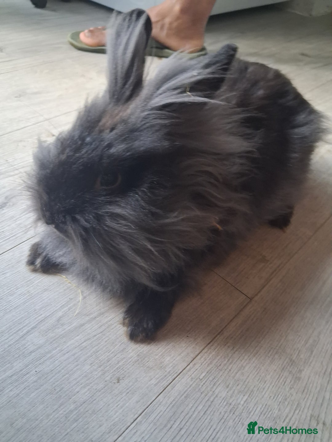 Lionhead rabbits for sale: Lionhead  - Advert 8